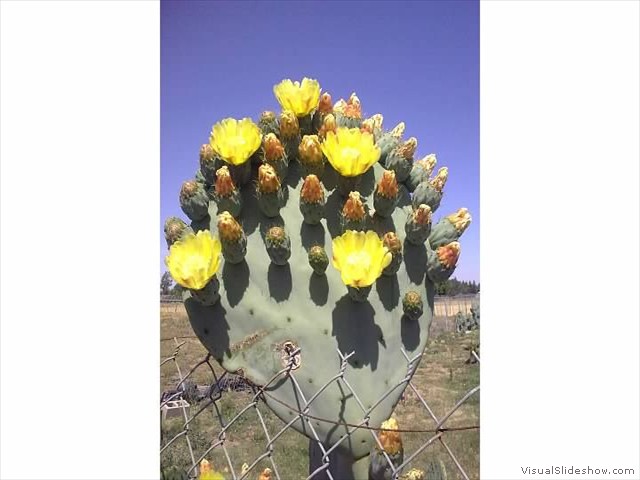 BIOMTCO CACTUS PROJECT