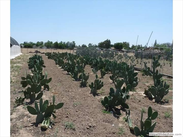 Adult cactus