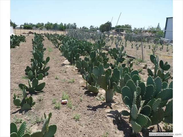 Adult cactus