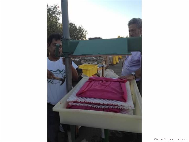 Squeezing cactus pear to make juice