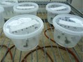 Incubation room