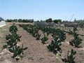 Adult cactus