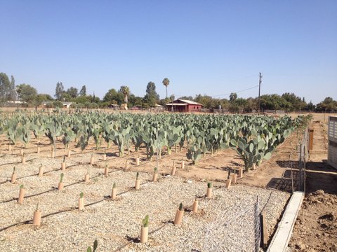 Cactus Pear Field