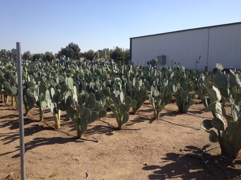 Cactus Pear Field