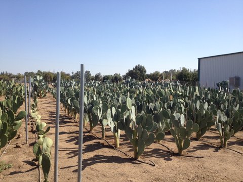 Cactus Pear Field